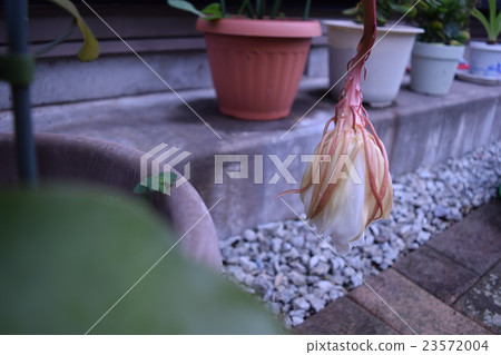 第二天早晨盛開的月光 第二天早晨盛開的月光 23572004