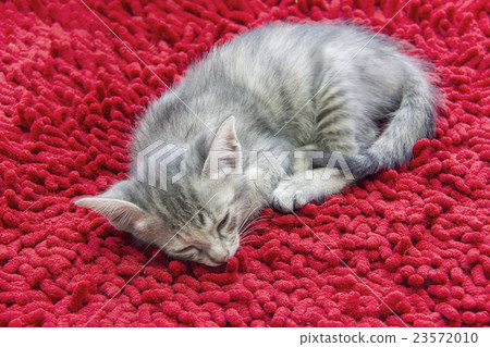 Gray domestic kitten sleeping on red carpet 23572010