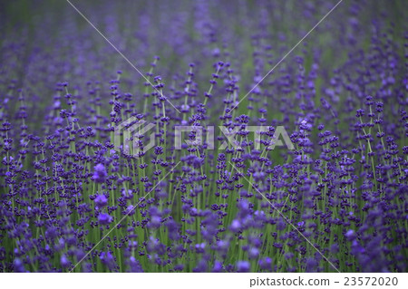 薰衣草 薰衣草 23572020