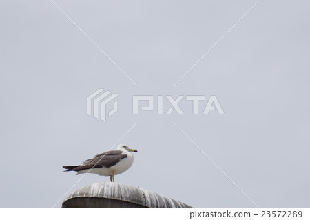 海鷗 海鷗 23572289