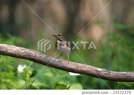 Black claw female -Japanese Thrush (female) Black claw female -Japanese Thrush (female) 23572379