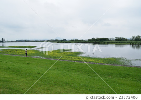 Shiga Prefecture Kusatsu City Aquatic Botanical Gardens Extinction of lotus community next to the water forest July 2016 Shiga Prefecture Kusatsu City Aquatic Botanical Gardens Extinction of lotus community next to the water forest July 2016 23572406