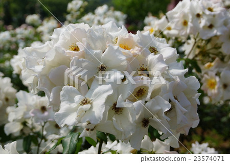 2016 · Flower Festa Memorial Park Rose Festival 23574071