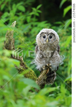 Young nordic tawny owl 23574086