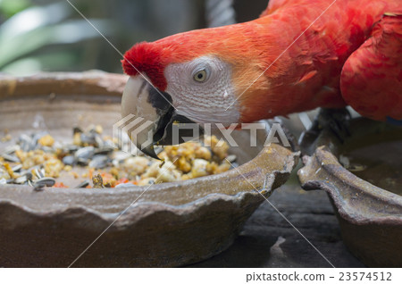 macaw parrot red tree jungle exotic wildlife macaw parrot red tree jungle exotic wildlife 23574512