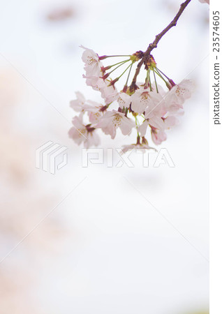 Cherry Blossoms   23574605