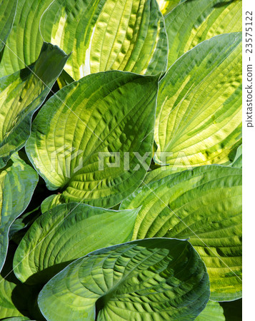 Leaves of  decorative plant  Hosta (Funkia). 23575122