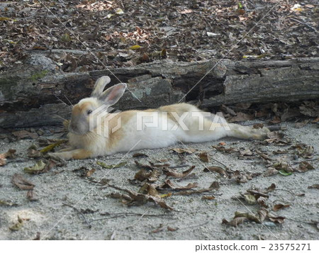 Rabbit eyed rabbit Rabbit eyed rabbit 23575271