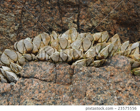 Tortoise Tortoise 23575556
