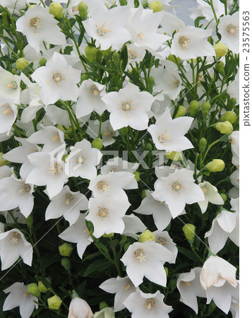 Bellflower Bellflower 23575563