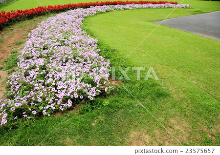 鮮花和草坪 23575657