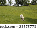Hakuba 23575773