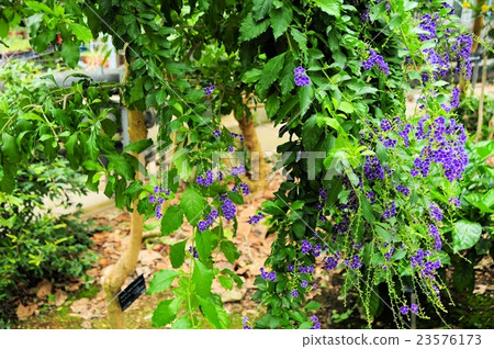 Duranta Duranta 23576173