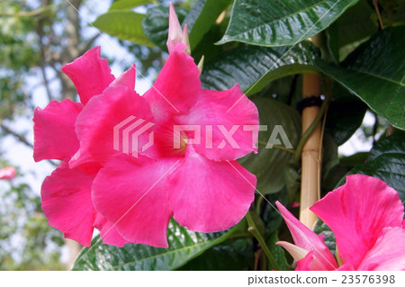 Trellis量身定制的Mantebira（玫瑰巨人）） 23576398