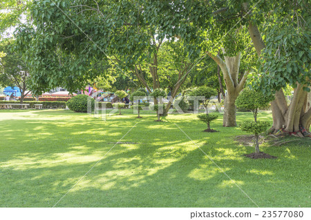 Garden with big trees Garden with big trees 23577080