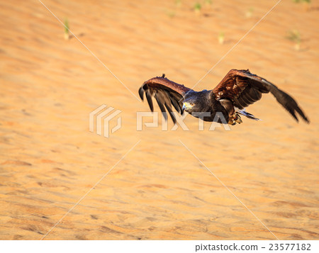 Harris Hawk 23577182