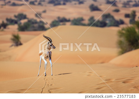 Arabian Gazelle 23577183