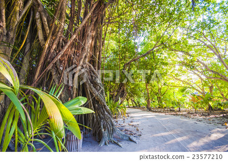 Walkway in Tropical Paradise Island, Maldives 23577210