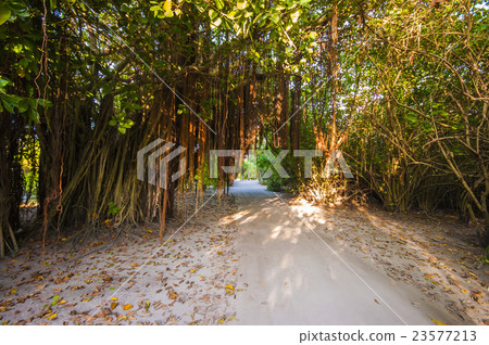 Walkway in Tropical Paradise Island, Maldives 23577213