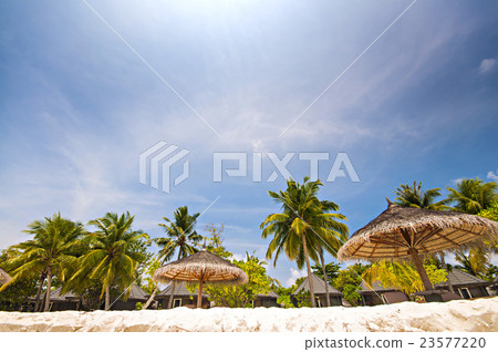 Paradise tourist beach with white sand, palm trees 23577220