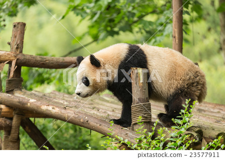 The giant panda looking The giant panda looking 23577911