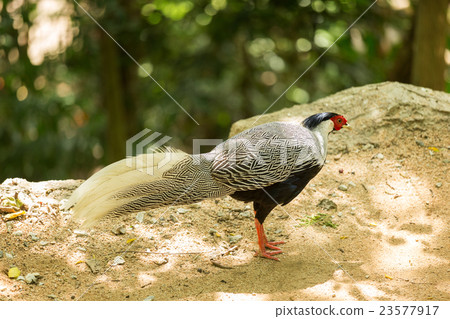 Silver Pheasant Silver Pheasant 23577917