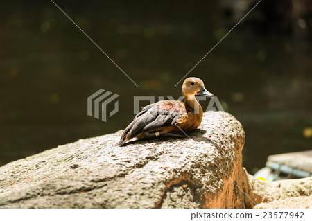 Portrait of Lesser Whistling Duck Portrait of Lesser Whistling Duck 23577942