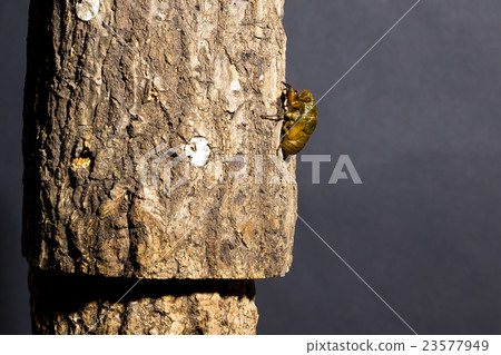 [半01-00的出現] minmine儀式的出現間隔拍攝固定拍攝半半半 23577949