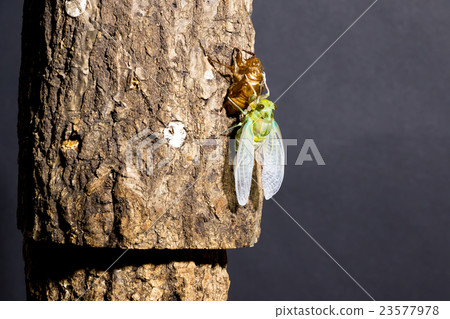 [半01-29的出現] Min-mimi Interval射擊的出現固定射擊半半半 23577978