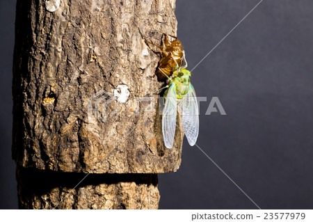 [Emergence of semi 01-30] Emergence of minmine ceremony Interval shooting Fixed shooting semi-semi semi 23577979