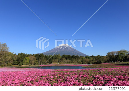 Mount Fuji and mushrooms Mount Fuji and mushrooms 23577991