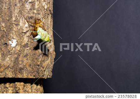 [Emergence of cicadas 02-19] Emergence of Min-mimi Interval shooting Fixed shooting semi-semi semi 23578028