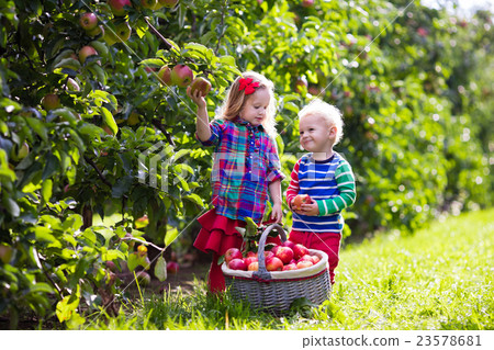Kids picking apples in fruit garden Kids picking apples in fruit garden 23578681