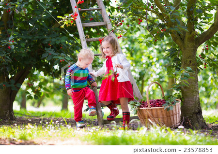 Kids picking cherry on a fruit farm 23578853