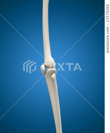 3D medical concept of human leg bone and joint. 3D medical concept of human leg bone and joint. 23579268