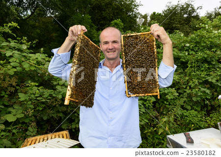beekeeper at work with honeycomb frame beekeeper at work with honeycomb frame 23580182