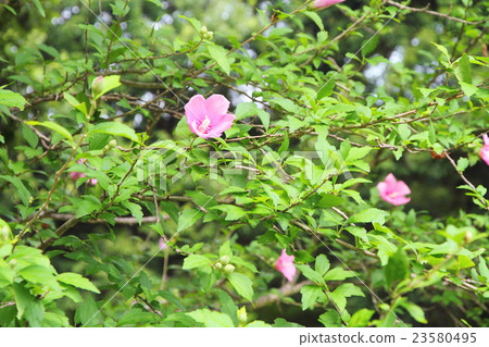 Mukugawa no Hana 23580495