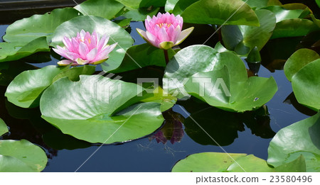 粉紅色的睡蓮，粉紅色的熱帶睡蓮，涼爽的夏日風景 23580496