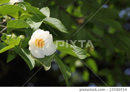 夏天的山茶花 23580554