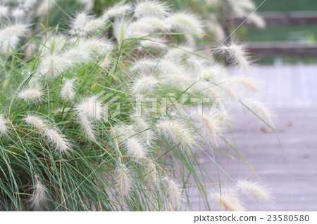 Benissetum Kaho Benissetum Kaho 23580580