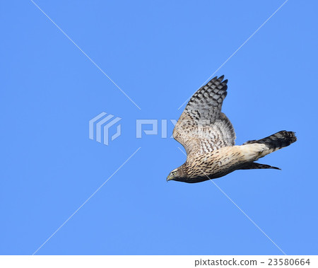 Otaka young bird in the migration of a hawk 23580664