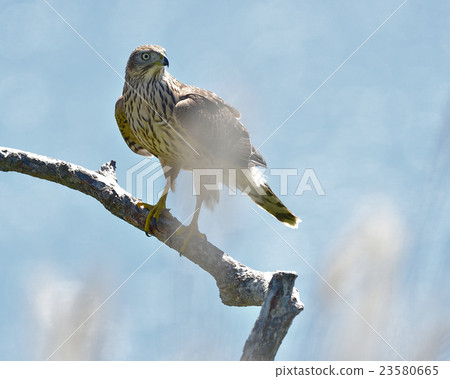 Otaka young bird in the migration of a hawk 23580665