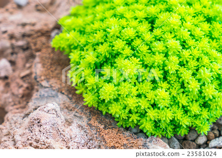 Beautiful small cactus field . Beautiful small cactus field . 23581024