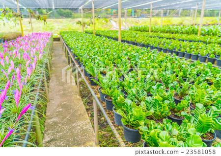 Green Asplenium in garden . 23581058