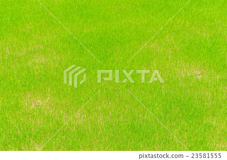Green rice field . 23581555