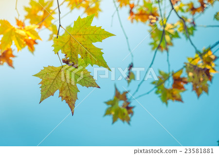 Beautiful Colorful Autumn Leaves Beautiful Colorful Autumn Leaves 23581881