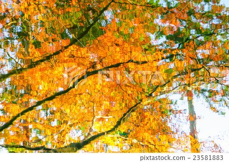 Colorful Autumn trees reflected in water Colorful Autumn trees reflected in water 23581883