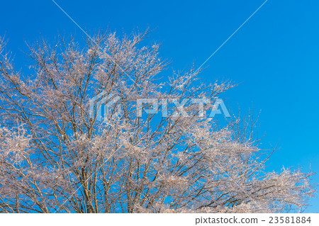 Frozen trees in winter with blue sky 23581884