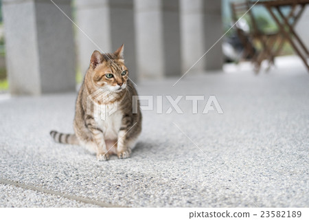 domestic tabby cat domestic tabby cat 23582189