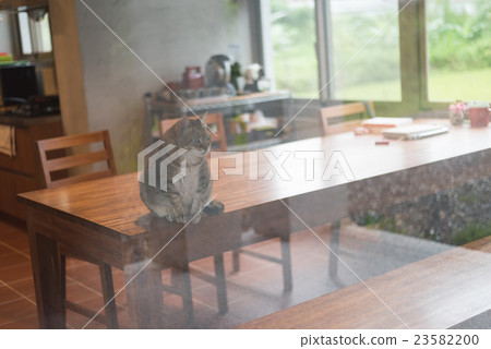 domestic tabby cat domestic tabby cat 23582200